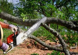 Best Tree Cabling and Bracing  in Chetek, WI