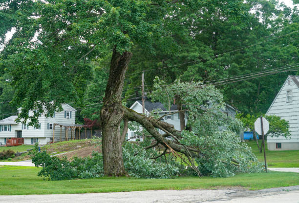 Why Choose Our Tree Removal Services in Chetek, WI?