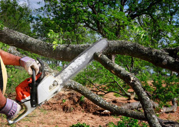 Best Seasonal Cleanup  in Chetek, WI